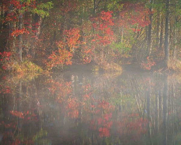 Jaynes Gallery 아티스트의 USA-New Jersey-Pine Barrens National Preserve Foggy forest and lake landscape작품입니다.